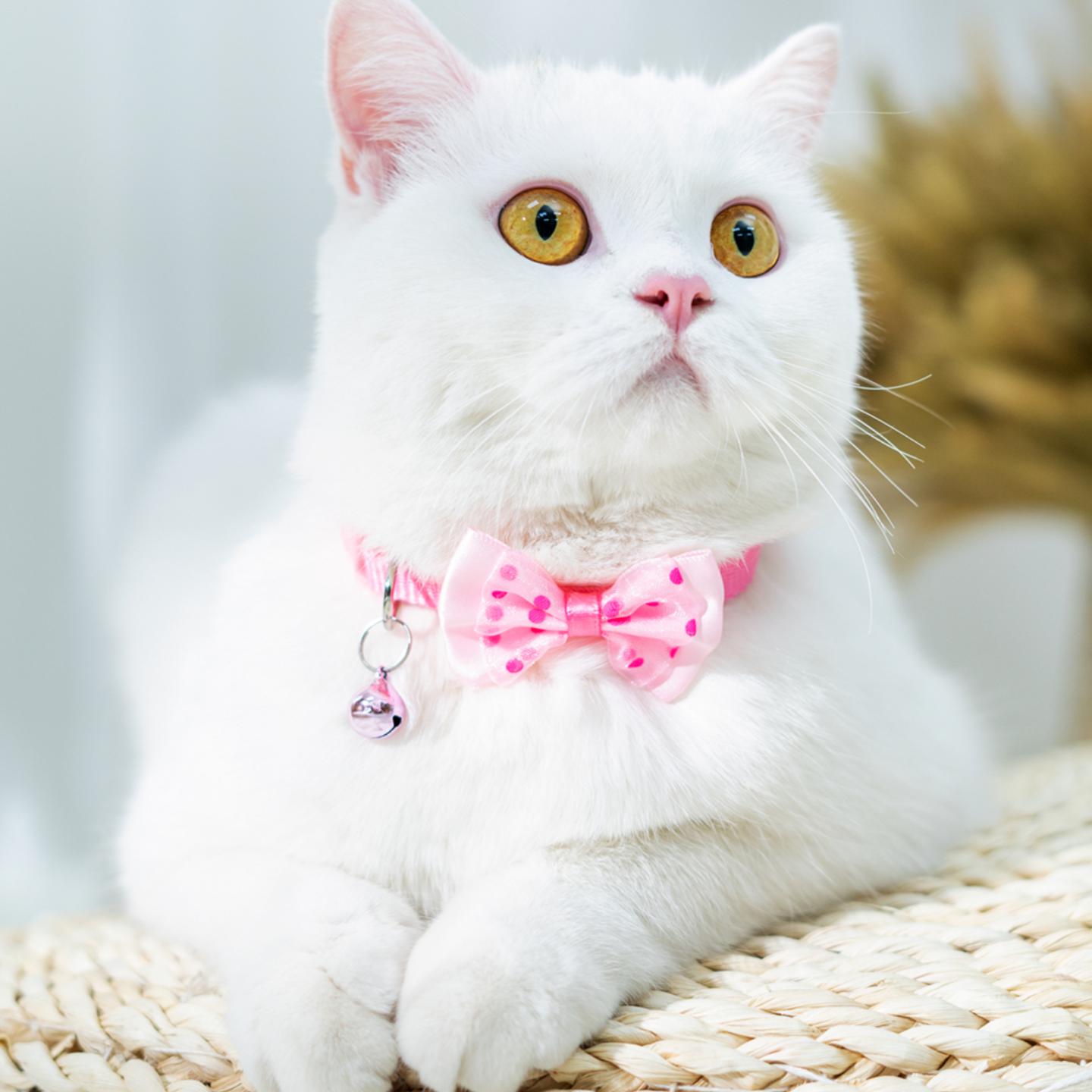 Plain cat collar with tie with ring bell
